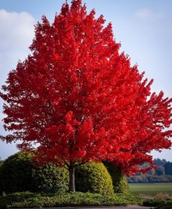 american red maple