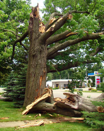 damaged tree from storm
