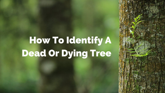 how to identify a dead or dying tree