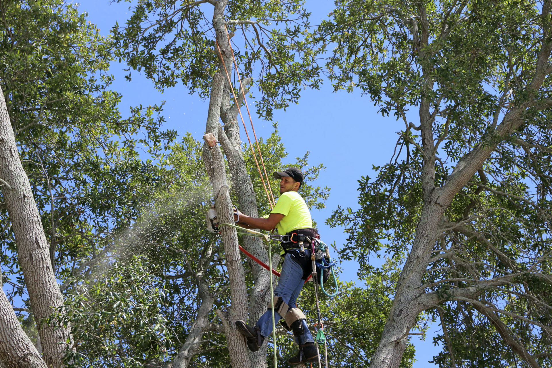 tree removal ascent
