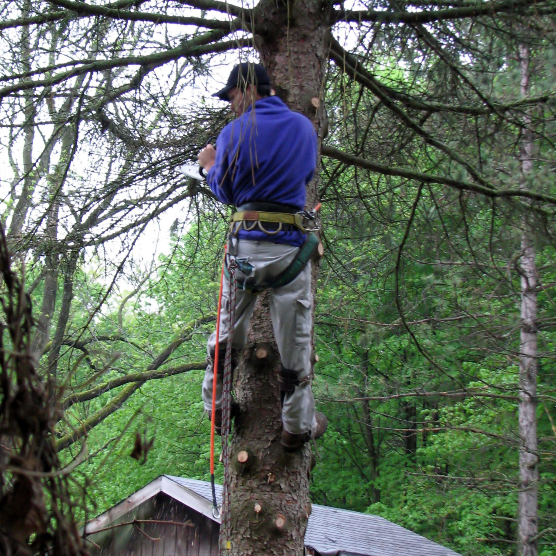 limb walking tree removal