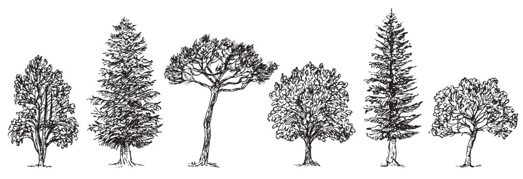 Kinds of Oak Tree