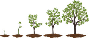 Life Cycle Oak Tree