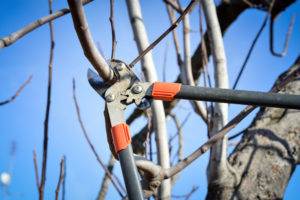 gardener pruning fruit trees with pruning shears