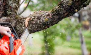 Tree branch being cut down with a chainsaw