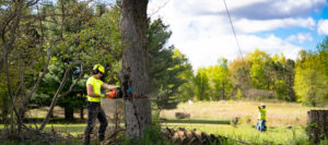 Man cutting down tree with chainsaw